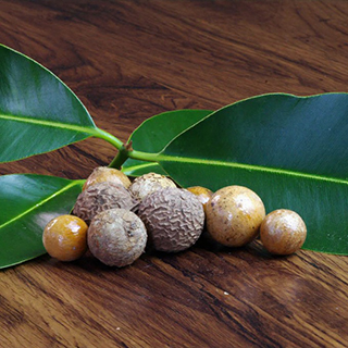 Декоративнолиственные