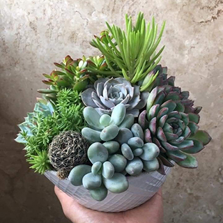 Семена суккулентов