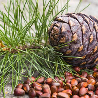 Семена хвойных растений