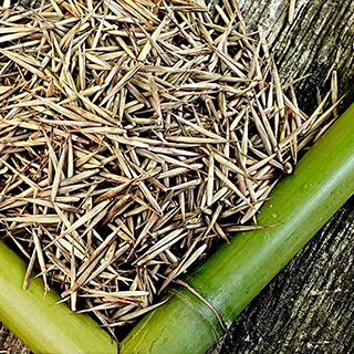 Семена бамбука