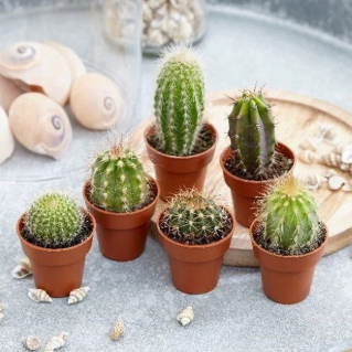 Семена кактусов