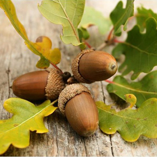 Семена деревьев и кустарников